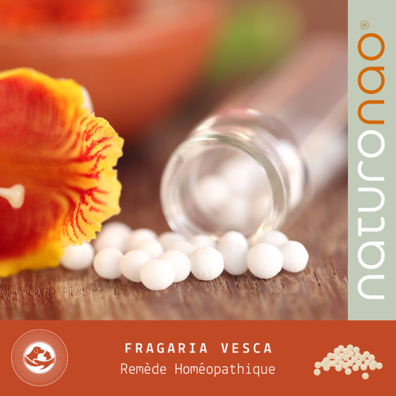 FRAGARIA V. Dentaire (Végétal)