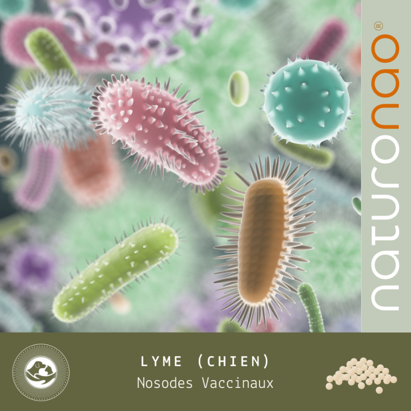 Nosodes Vaccinaux Lyme Chien | Protection Naturelle Contre la Borréliose