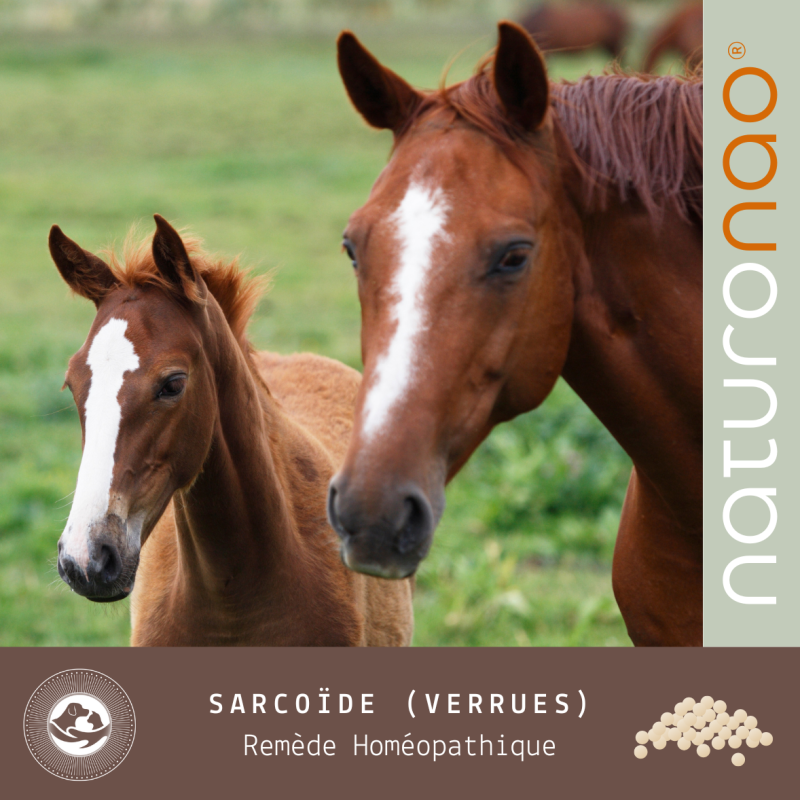 Acheter le remède homéopathique pour traiter les sarcoïdes des chevaux.