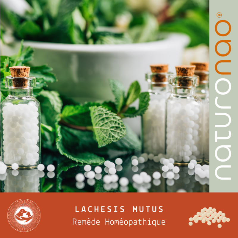 Lachesis Mutus Homéopathie | Remède pour les Animaux Anxieux
