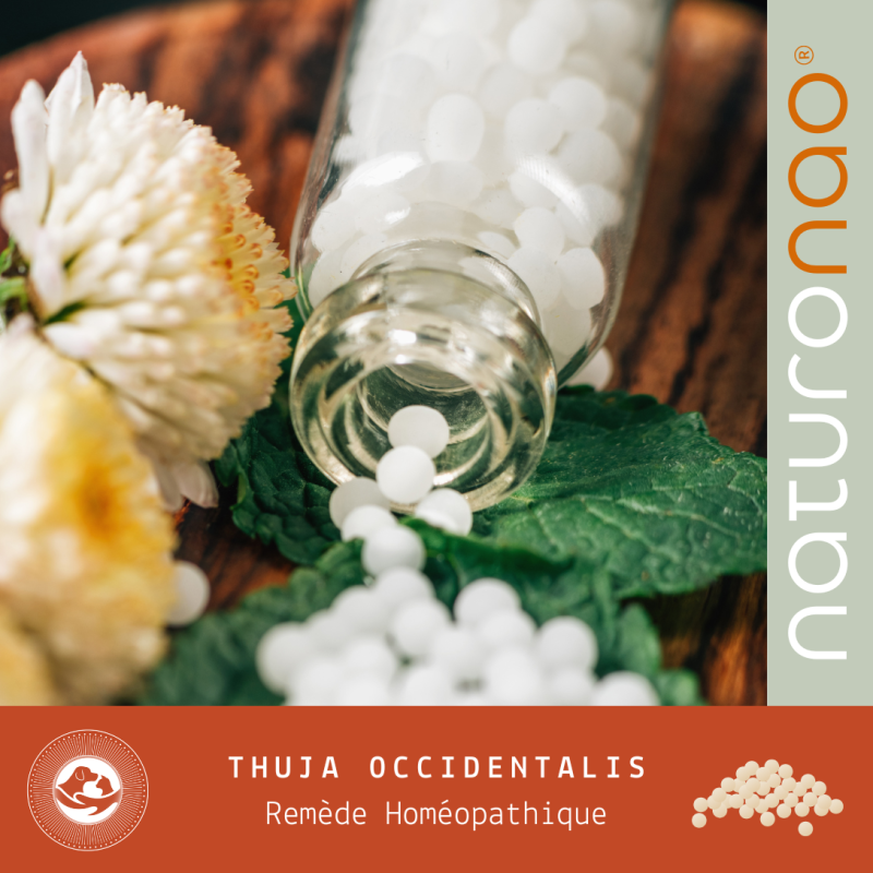 THUJA MD OCCIDENT (Végétal)