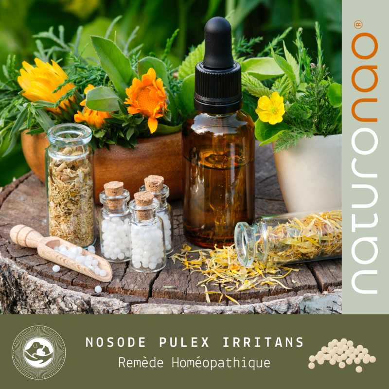 Nosode Pulex Irritans | Traiter les Infestations de Puces