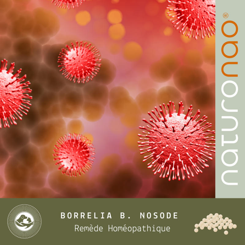 Lyme Chien | Homéopathie Borrelia Burgdorferi Remède