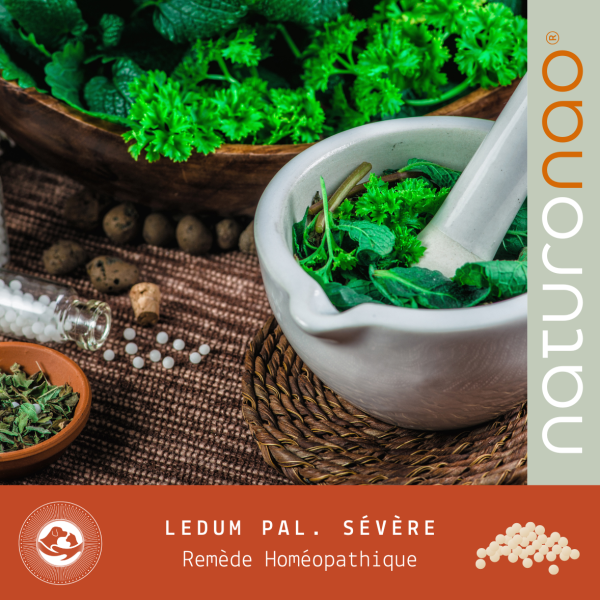 HYPÉRICUM Sévère (Recharge)