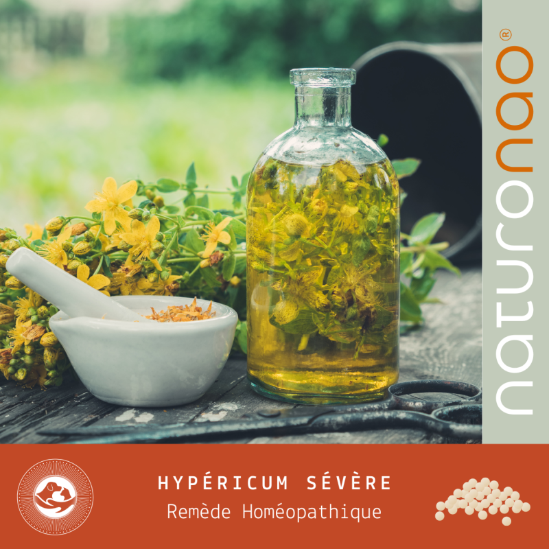 Ledum Palustre 200C | Granules Homéopathiques sans Lactose