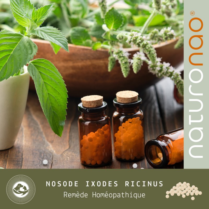 Nosode IXODES RICINUS | Traitement Homéopathique Naturel