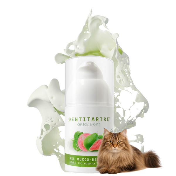 Acheter notre gel dentifrice DENTITARTRE NATURONAO spécifiquement pour nos petits chatons et chats.