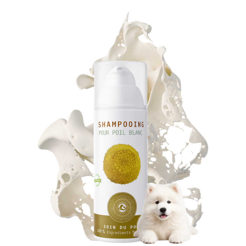 Acheter notre shampooing pour le poil blanc de votre chien et rendez le poil blanc de votre chien encore plus blanc.