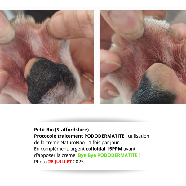 Témoignage début protocole soin PODODERMATITE (28 juillet 2025) Pododermatite guérit !