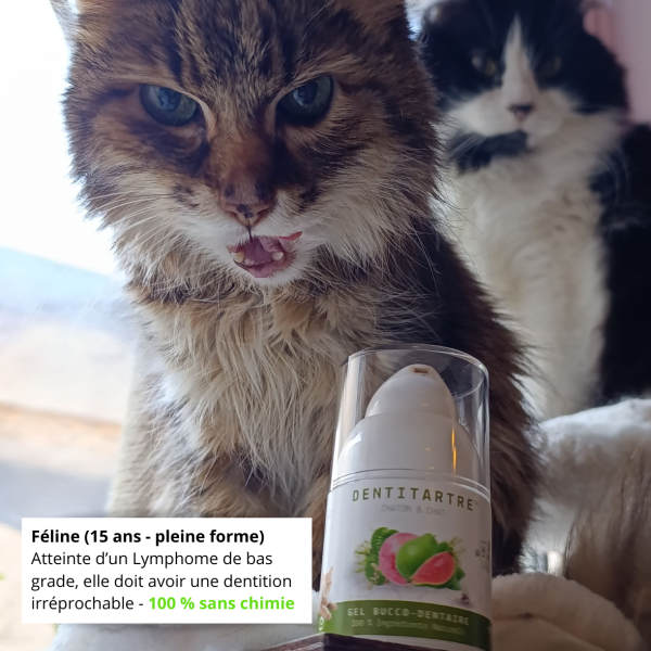 Témoignage pour Féline de 15 ans, atteinte d'un lymphome de bas grade. Sa dentition doit être irréprochable.