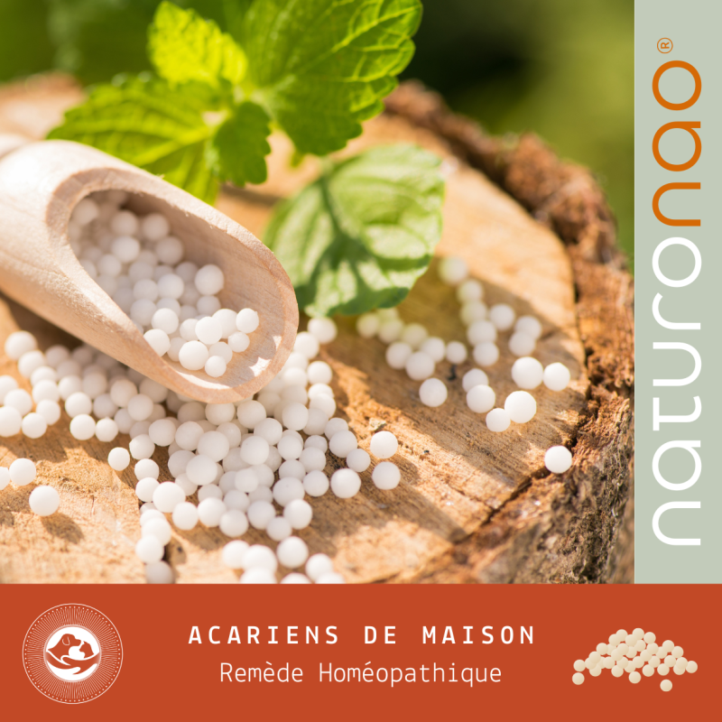 Allergie aux Acariens | Remède Homéopathique Chiens & Chats
