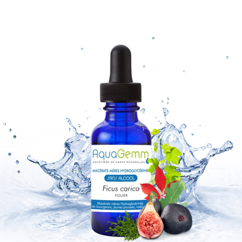 FIGUIER Ficus Carica (Gemmo)