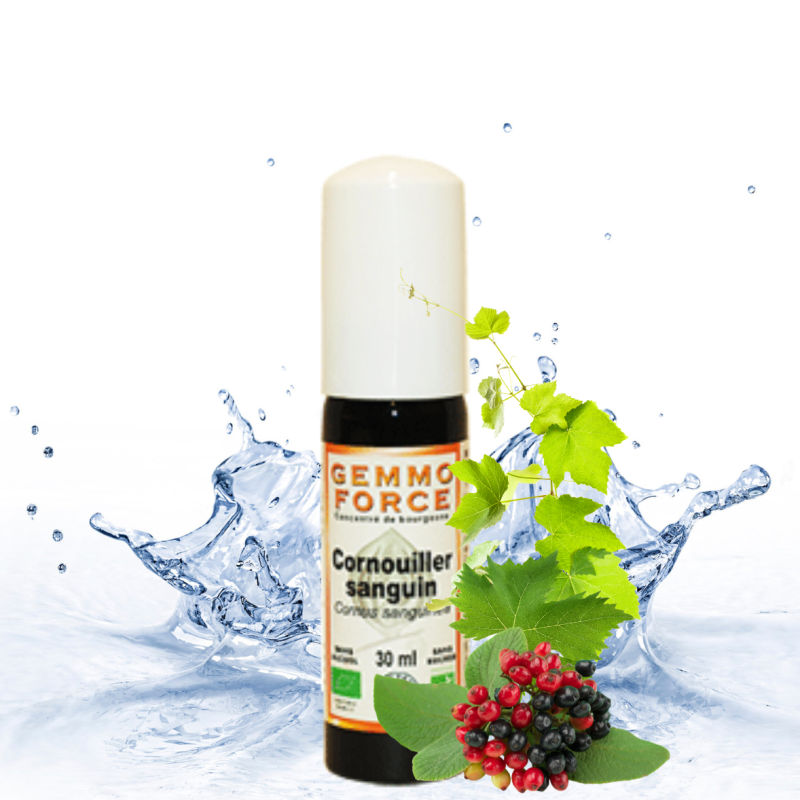 CORNUS Sanguinea (Bio)