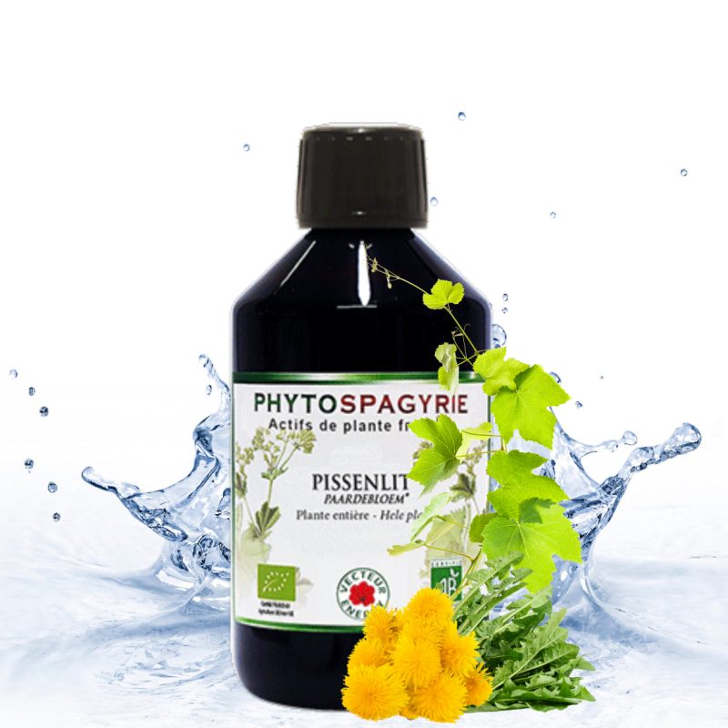 PISSENLIT Phytospagy (Animaux)