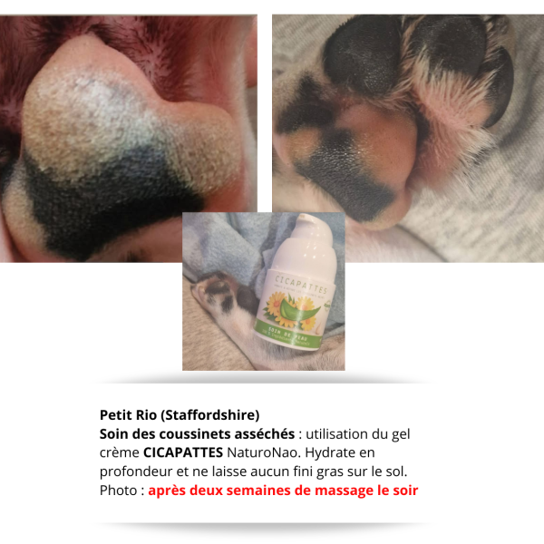 Photos avant/après de notre gel crème CICAPATTES. Hydrate en profondeur les coussinets asséchés de votre chien. Ultra efficace.
