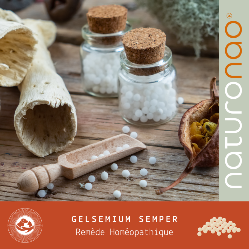 GELSEMIUM Semper (Végétal)