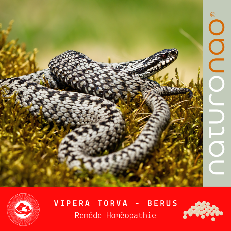 VIPERA Torva HD (Chien)