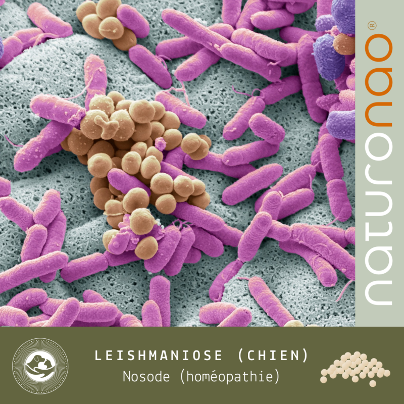Nosode Leishmaniose | Homéopathie Douce Chien
