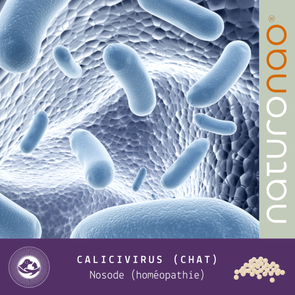 Nosode Calicivirus (Chat)