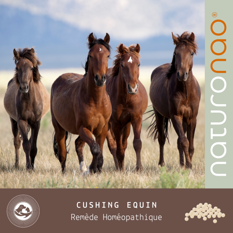 Préparation homéopathique destinée aux chevaux concernés par le syndrome de Cushing.