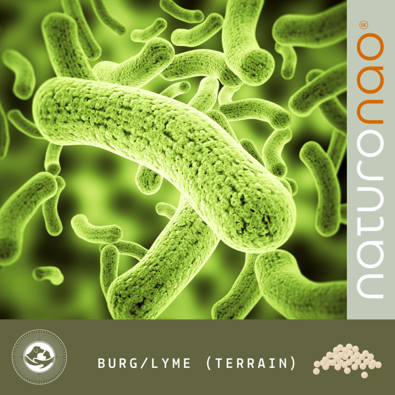 COMBO Borrélia-Lyme (Terrain)