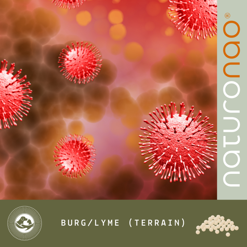 Accompagner son Animal en Nature | Borrélia-Lyme