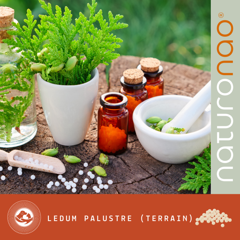 Accompagner son Animal en Nature | Ledum Palustre