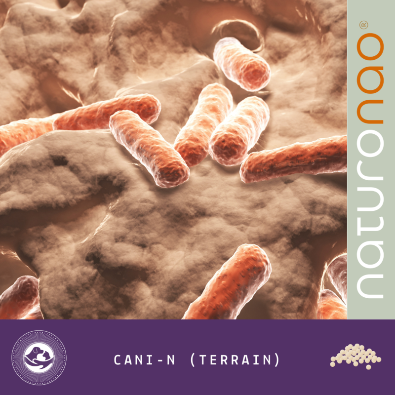 COMBO Cani-N (Terrain)