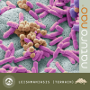 Accompagner son Animal dans le Sud | Leishmaniasis