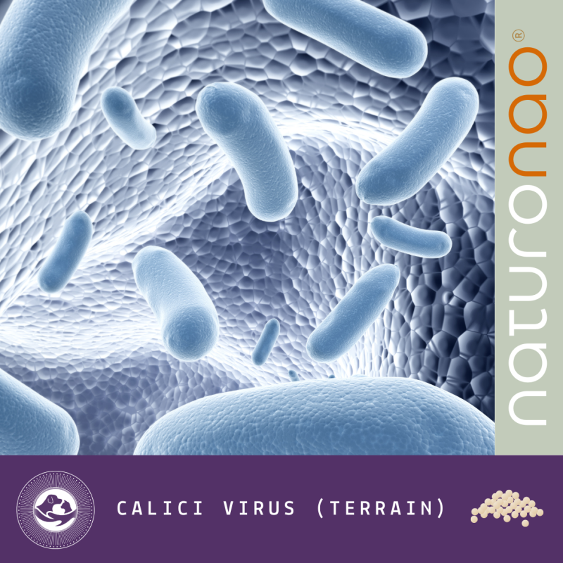 CALICI VIRUS (Terrain)