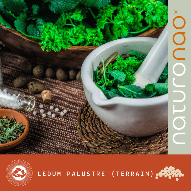 LEDUM Palustre (Terrain)