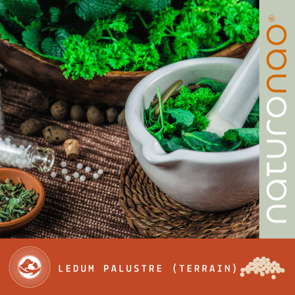 LEDUM Palustre (Terrain)