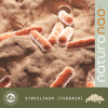 Accompagner son Animal en Nature | Syphilinum