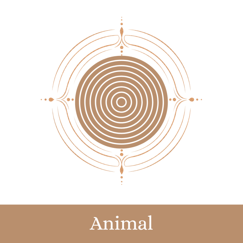 THYMUS Gland Billes (Animal)