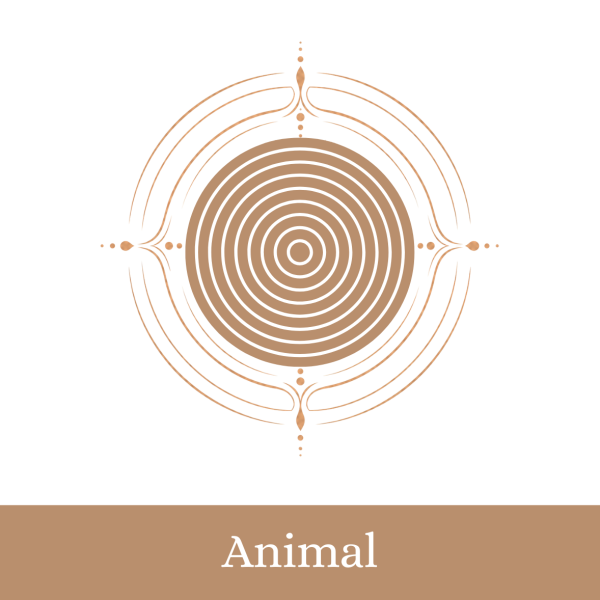 THYMUS Gland Billes (Animal)