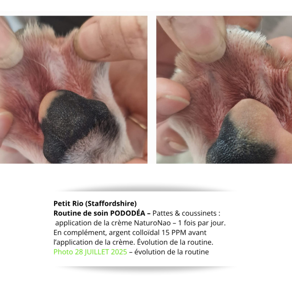 Témoignage PODODÉA – évolution après la routine pour pododermatite – 28 juillet 2025