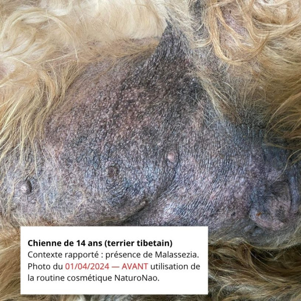 MALAZEN™ Équilibre (Chien)