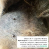 Crème MALAZEN™ Équilibre | Malassezia et Peau du Chien