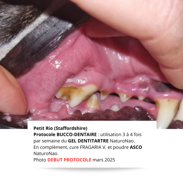 DENTITARTRE Hygiène (Animaux)