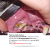 Gel DENTITARTRE | Hygiène Gencives Chien et Chat