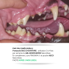 Gel DENTITARTRE | Hygiène Gencives Chien et Chat