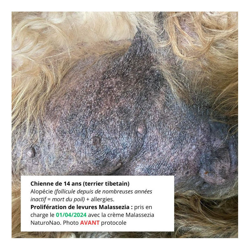 Début du traitement de la Crème Dermatite Malassezia - chienne de 14 ans.