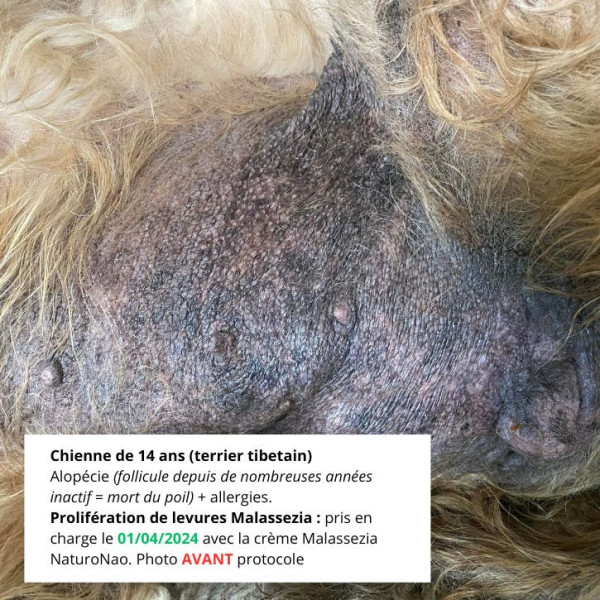 Début du traitement de la Crème Dermatite Malassezia - chienne de 14 ans.