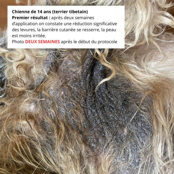 Après deux semaines du traitement de la crème dermatite Malassezia chien 14 ans.
