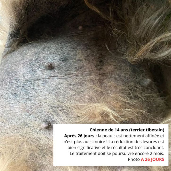 A 26 jours du traitement de la crème dermatite Malassezia chien 14 ans.