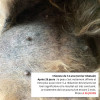 A 26 jours du traitement de la crème dermatite Malassezia chien 14 ans.