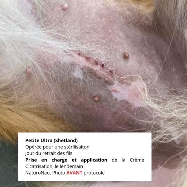 Témoignage protocole cicatrisation pour stérilisation d'une chienne. Avant application.