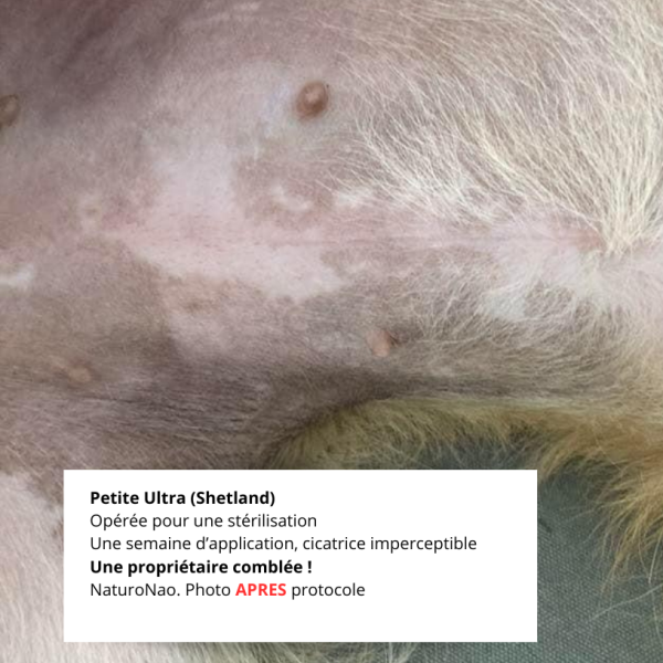 Témoignage protocole cicatrisation pour stérilisation d'une chienne. Après application, résultat positif !