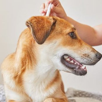 Les tiques : simple parasite ou véritable enjeu de santé animale ?