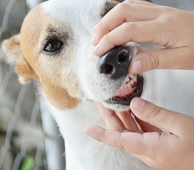 Pourquoi l'intertrigo revient-il toujours chez certains chiens ?